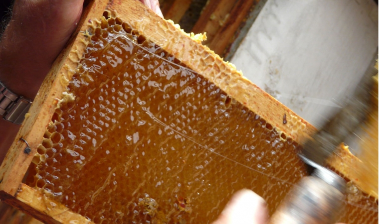 apiculteur travail miel