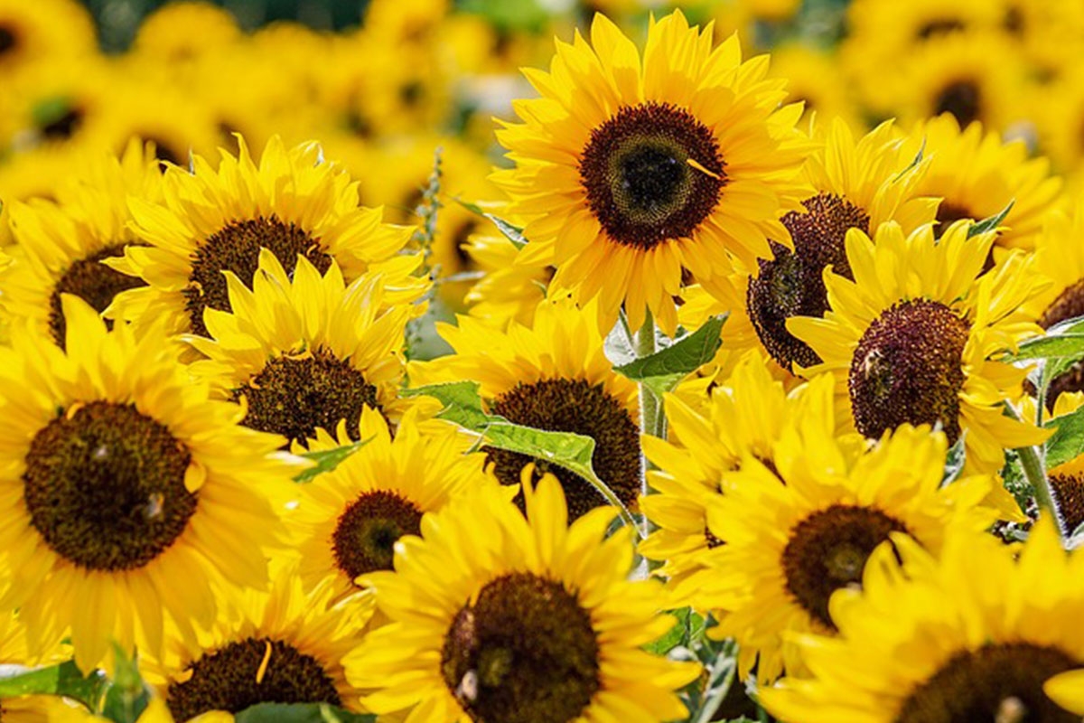 calendrier floraison abeille juillet