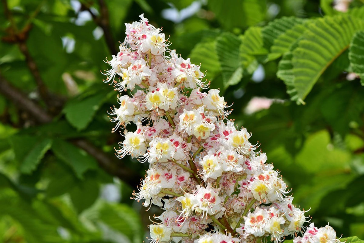 calendrier floraison abeille juin