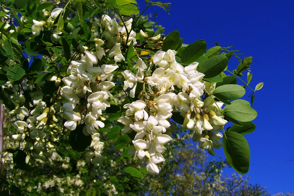 calendrier floraison abeille mai