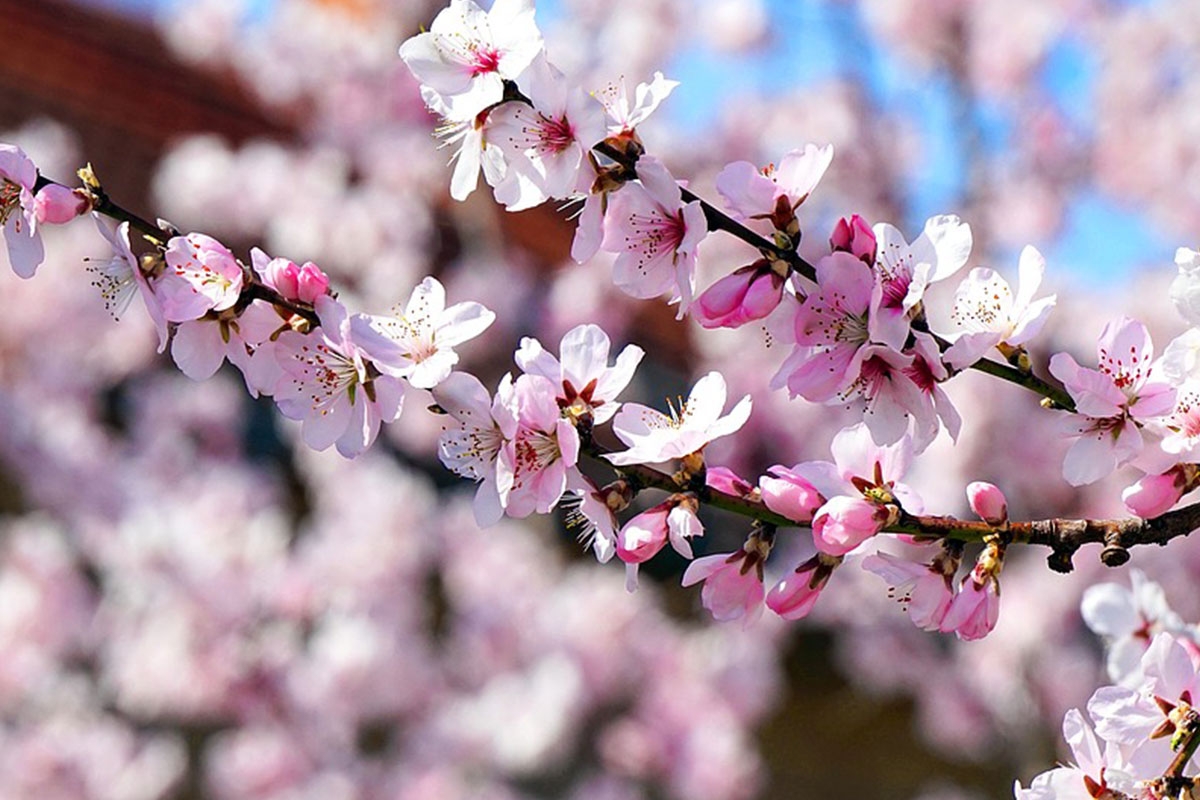 calendrier floraison abeille mars