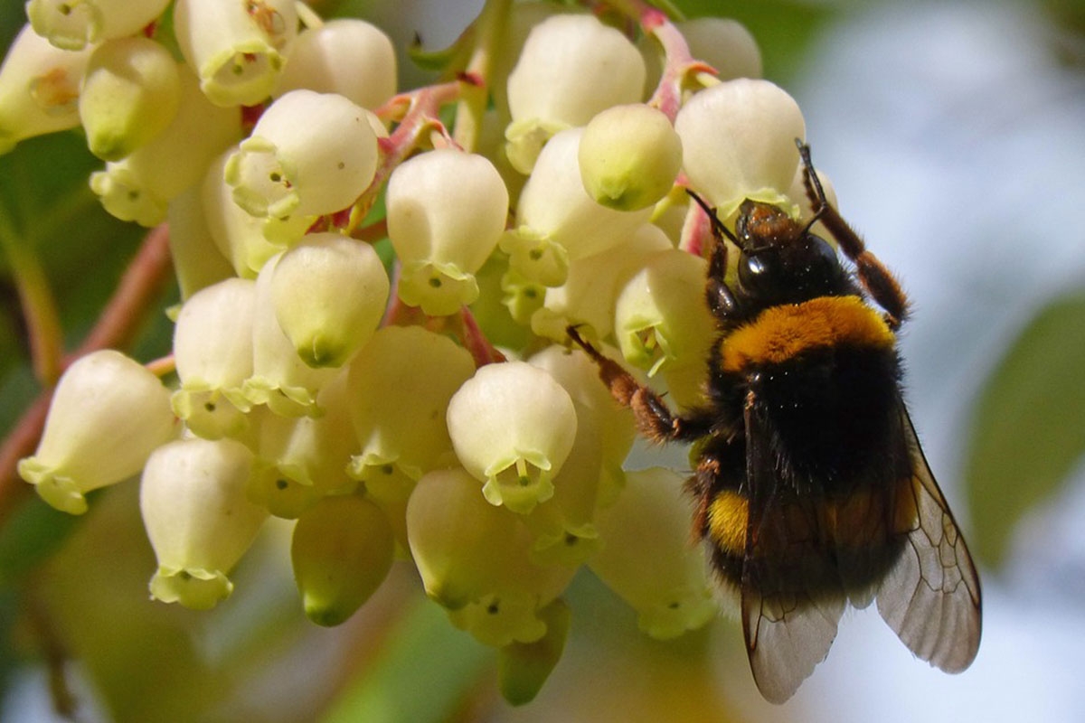 calendrier floraison abeille novembre