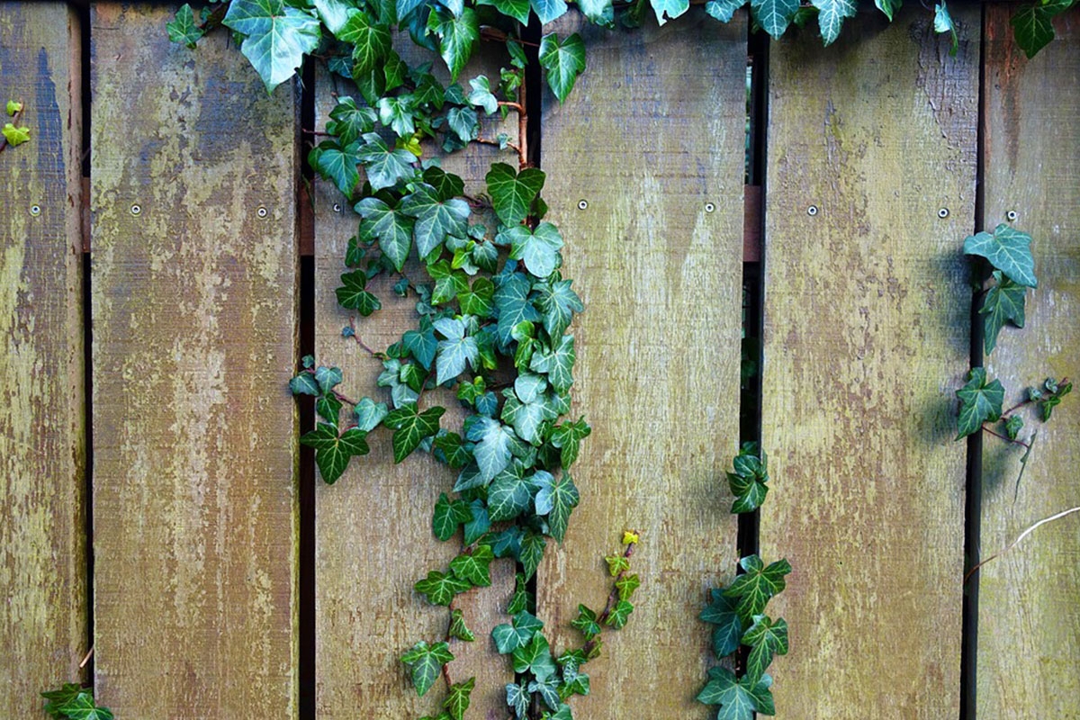 calendrier floraison abeille octobre