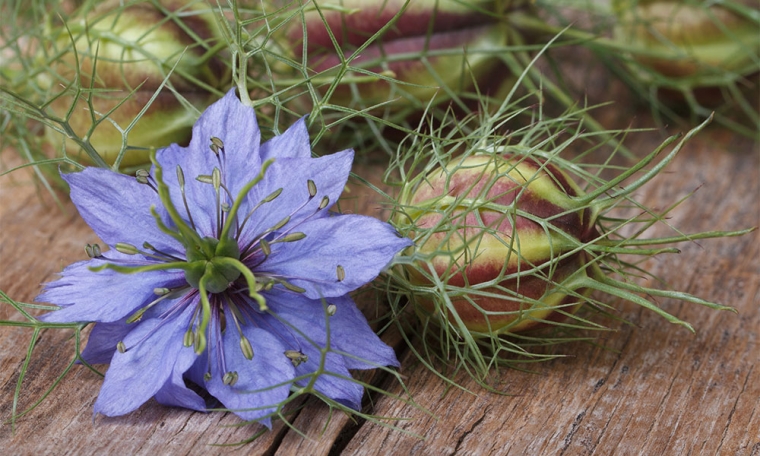 nigelle fleur