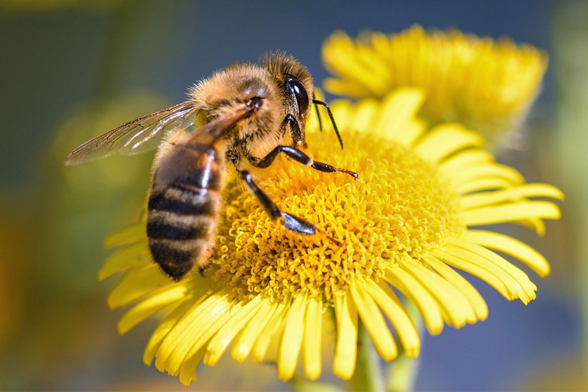 Un jolie abeille qui butine du pollen de fleur pour illustrer la conférence à la maison de quartier de Bregille