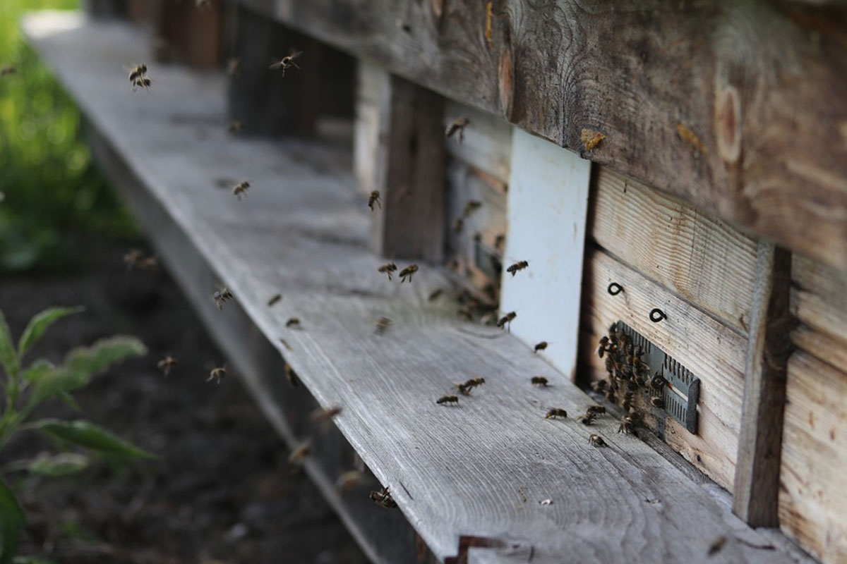 ruche abeille manutentionnaire