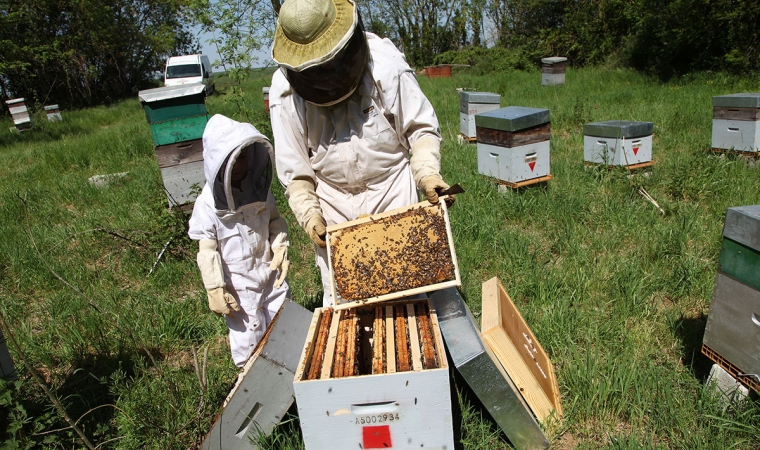 ruche abeille saison apicole