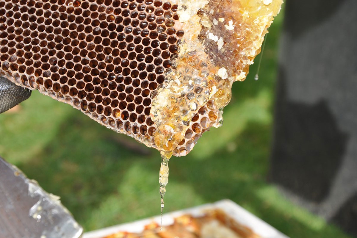 Les Ruchers Du Gué Tous les bienfaits du miel et des produits de la ruche Les Ruchers Du Gué Tous les bienfaits du miel et des produits de la ruche
