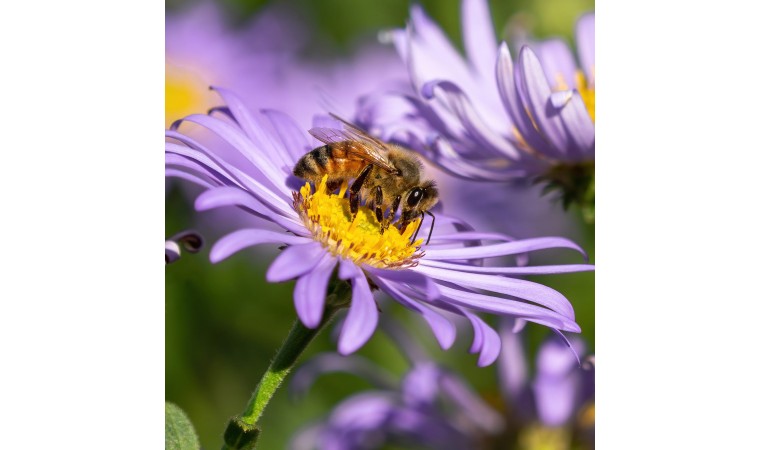 comment les abeilles fabriquent le miel