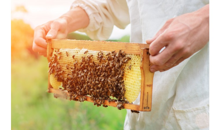 combien de récolte de miel par ruche