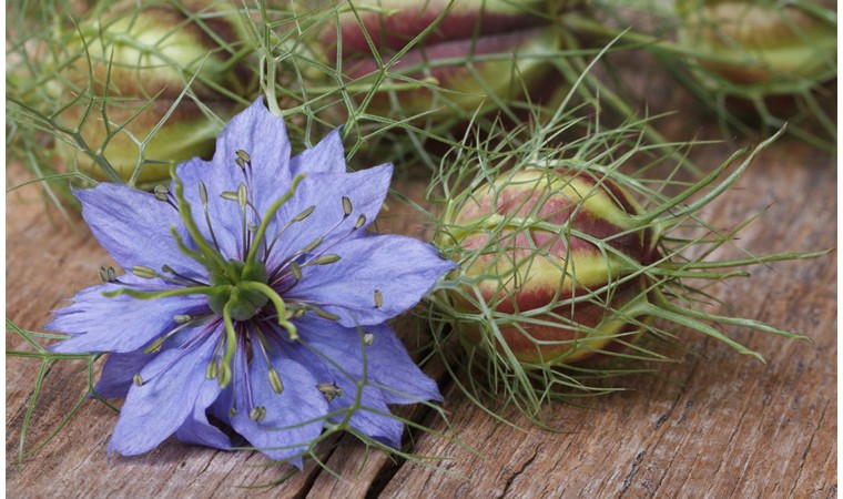 nigelle fleur