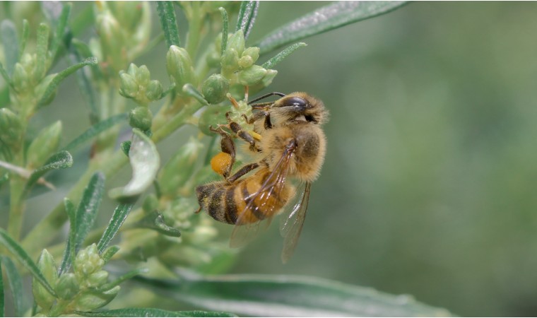 propolis verte du Brésil